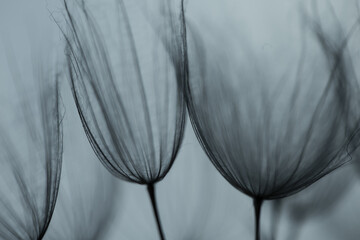 Abstract macro photo of dandelion seeds. Shallow focus. Old style. Vintage foto