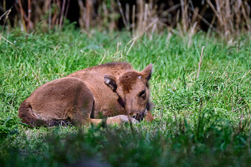 Wisent oder Europäische Bison ( Bos bonasus ) Kalb.