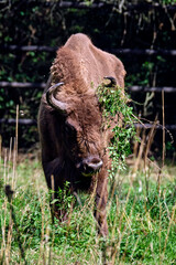 Wisent oder Europäische Bison ( Bos bonasus )