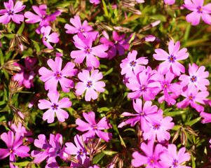 Wild purple pink daisies blooming. Wonderful nature and flowers in spring