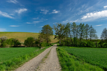 Fototapeta na wymiar Rural Czech landscape with blooming rape field near Lisky, Czech Republic, Kromerir District