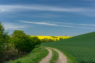 Rural Czech landscape with blooming rape field near Lisky, Czech Republic, Kromerir District