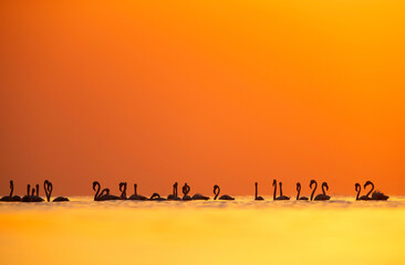 Fototapeta na wymiar Flamingos are beautiful and gregarious wading birds