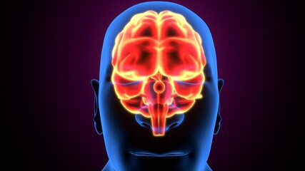 3d render of human body organ brain anatomy.