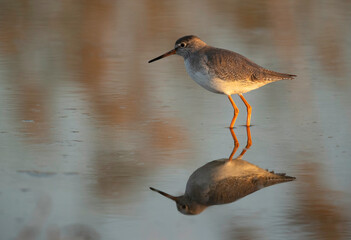 Redshank have red legs and a black-tipped red bill