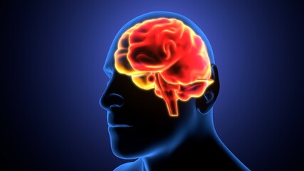 3d render of human body organ brain anatomy.