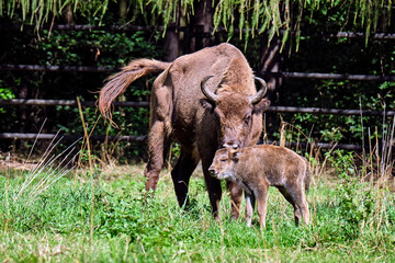 Wisent oder Europäische Bison ( Bos bonasus ) mit frisch geworfenen Kalb.