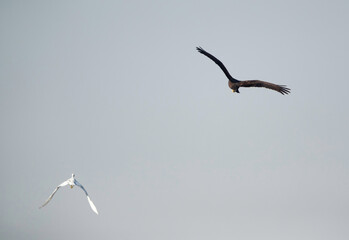 The marsh harriers are birds of prey, a medium-sized raptors