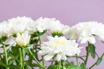 White chrysanthemum grandessa close up in dew drops