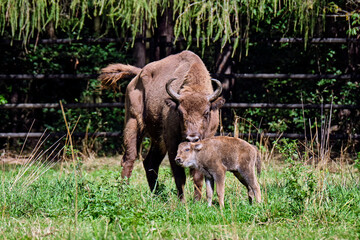Wisent oder Europäische Bison ( Bos bonasus ) mit frisch geworfenen Kalb.