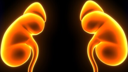 Naklejka premium Human Urinary System Kidneys with Bladder Anatomy. 3d illustration