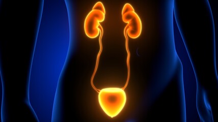 3d render of  human urinary system kidneys with bladder anatomy
