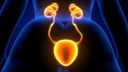 3d render of  human urinary system kidneys with bladder anatomy