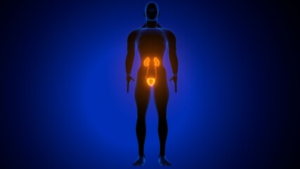 3d render of  human urinary system kidneys with bladder anatomy