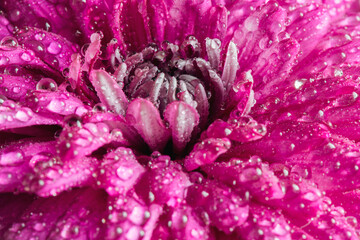 Bouquet of beautiful chrysanthemums grandessa close up