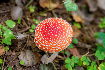 Close-up of a poisonous red muhamor mushroom in the forest. Toadstool in nature. Close-up of a poisonous red muhamor mushroom in the forest. Toadstool in nature
