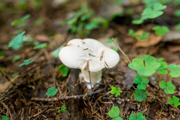 Close-up of a wild mushroom on a green background. The season for picking edible mushrooms in the forest