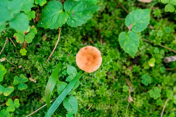 Close-up top view of forest mushrooms 
 poisonous and inedible Clitocybe on green background. Autumn season 