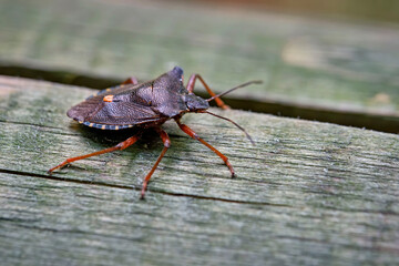 Rotbeinige Baumwanze ( Pentatoma rufipes ).