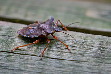 Rotbeinige Baumwanze ( Pentatoma rufipes ).