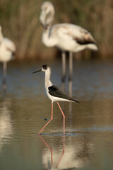 The black-winged stilt also called as common stilt is a widely distributed very long-legged wader