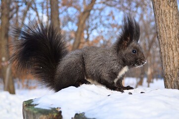 squirrel in winter