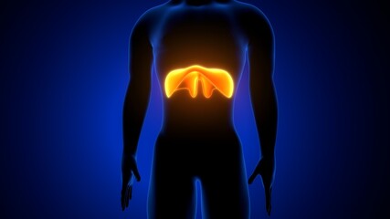 3d render of human body diaphragm anatomy
