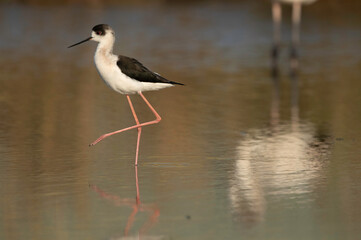 The black-winged stilt also called as common stilt is a widely distributed very long-legged wader