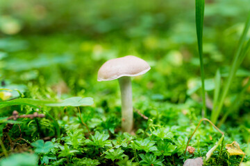 Close-up of a wild mushroom Cortinarius caperatus on a green background. The season for picking edible mushrooms in the forest