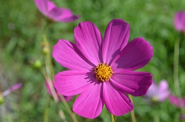 pink cosmos flower