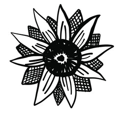 Hand drawn sunflower illustration for tattoo, pattern, poster