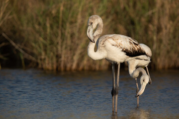 Flamingos are beautiful and gregarious wading birds
