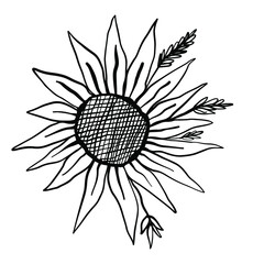 Fototapeta premium Hand drawn sunflower illustration for tattoo, pattern, poster