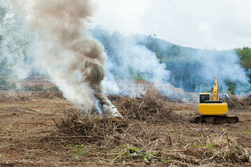 backhoe working in a rubber plantation