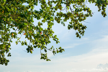 tree on the beach again blue sky at South of Thailand