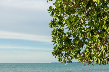 tree on the beach again blue sky at South of Thailand