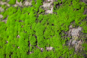 green Mos on old tree .