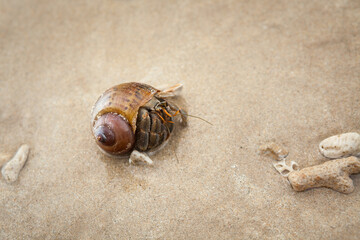 Hermit  crab on sand beach.