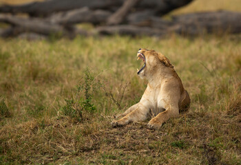 The lion is one of the four big cats and belongs to genus Panthera
