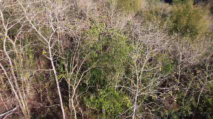 Obraz na płótnie Canvas tree leaves in the forest