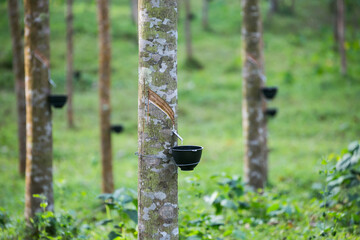 Tapping latex from a rubber tree. Thailand