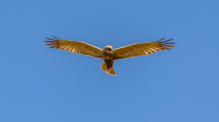 western marsh harrier (Circus aeruginosus) bird of prey in flight