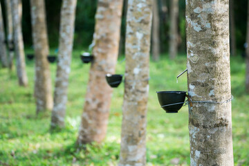 Tapping latex from a rubber tree. Thailand
