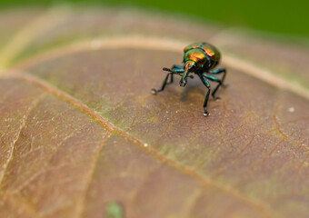 leaf-rolling weevil (Byctiscus populi) beetle on a leaf detail