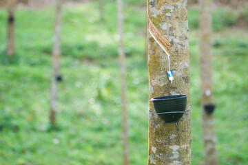 Tapping latex from a rubber tree. Thailand