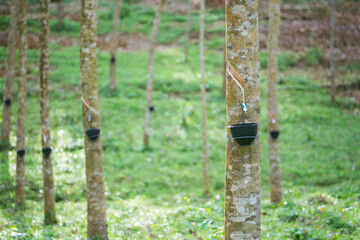 Tapping latex from a rubber tree. Thailand