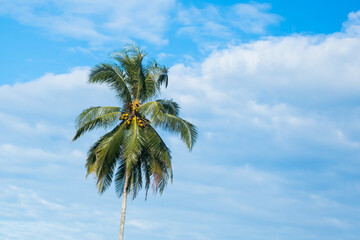 Coconut tree on blue sky .