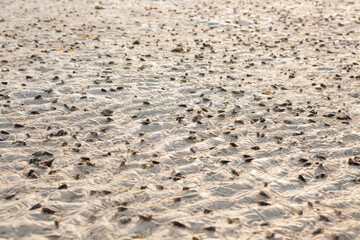 sand texture,beach sand.