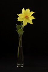 yellow dahlia on black background