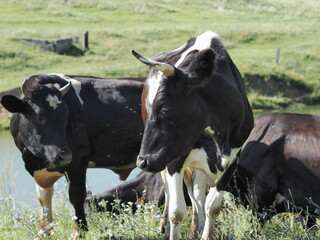 Naklejka na ściany i meble Several cows graze in a green meadow. Close-up.